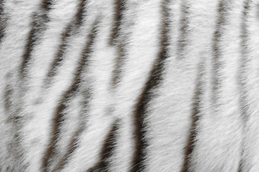 real white bengal tiger skin