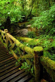 tropical stream