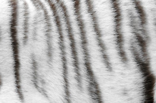 real white bengal tiger skin