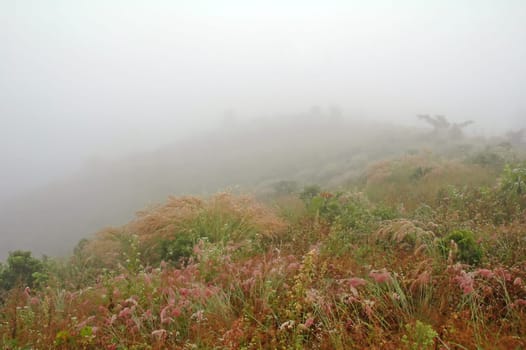 grassland