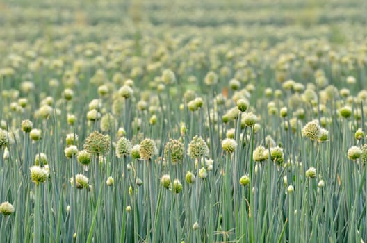 Flowering onion field in thailand