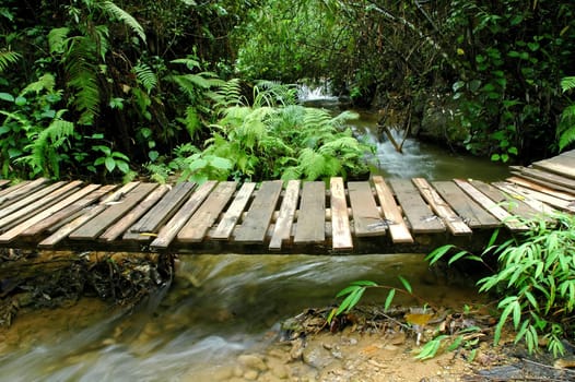 tropical stream