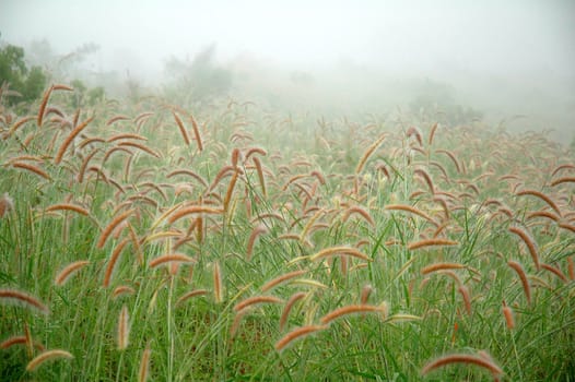 grassland