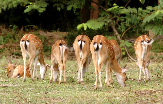 sika deer foraging near the forest