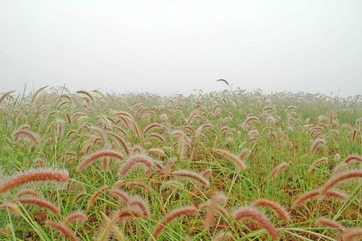 grassland