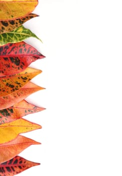 croton leaf isolated
