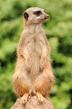 vigilant meerkat