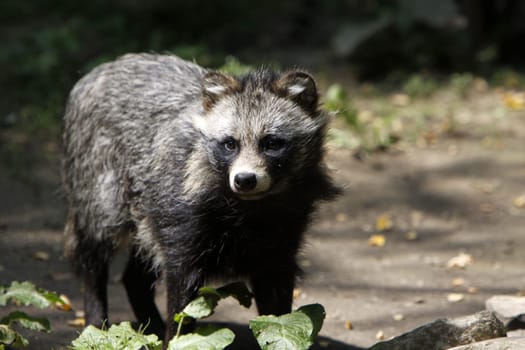 Raccoon dog