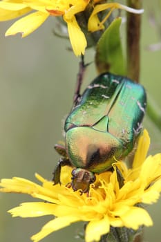 Rose beetles in bloom