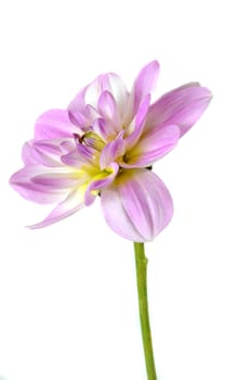 Dahlia Blossom