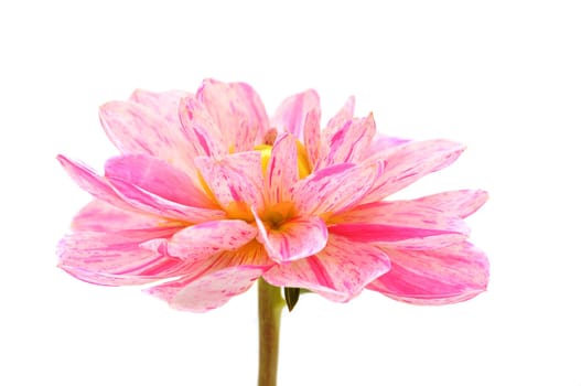 Dahlia Blossom