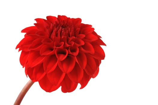 Dahlia Blossom