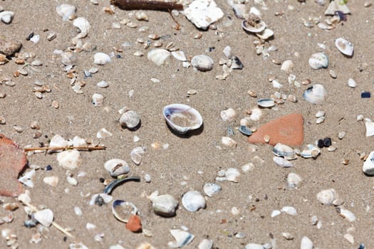 Large group of shells in the sand
