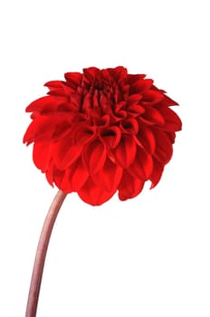 Dahlia