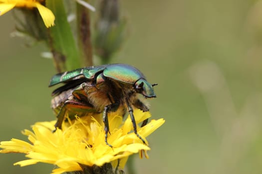 Rose beetle on departure