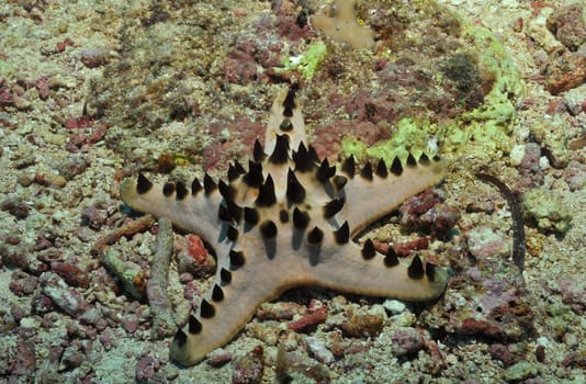 Knotty roller starfish