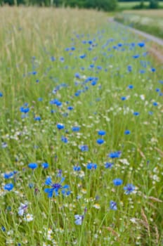 blue cornflowers next to a wheat field