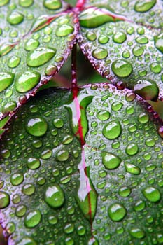 Green leaves covered by drops of dew