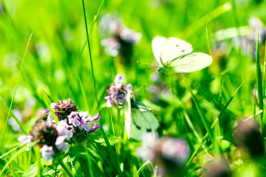 Purple clover with mating butterflies in the background on a meadow