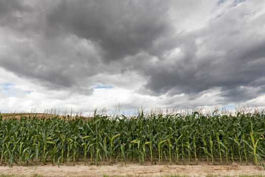 Corn field with dramatic clouds,agricultural field in bad weather
