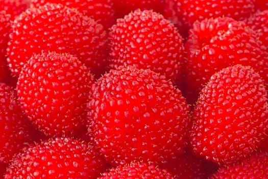 selection of freshly picked ripe red raspberries