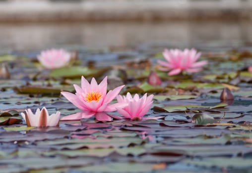 pink water lilies on a pond