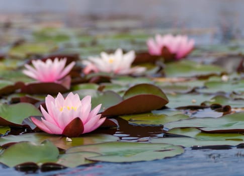 pink water lilies on a pond