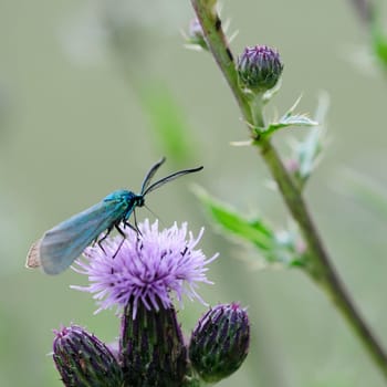 Ring thistle