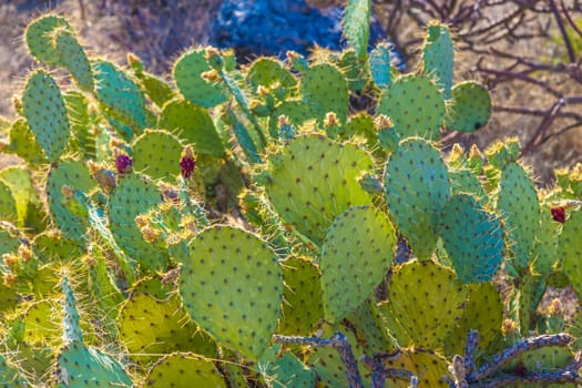 sunset with beautiful green cacti in desert landscape