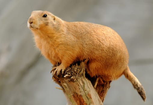 Blacktail Prairie Dog