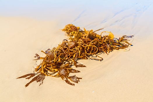 seaweed at the beach in the morning