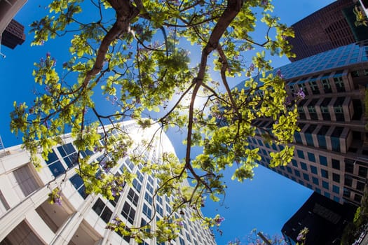 perspective of skyscraper with green tree