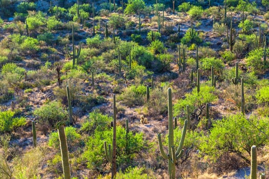 sunset with beautiful green cacti in desert landscape