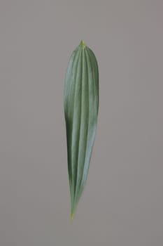 Young, green leaf of a ficus on a light gray background. The concept of ecology.