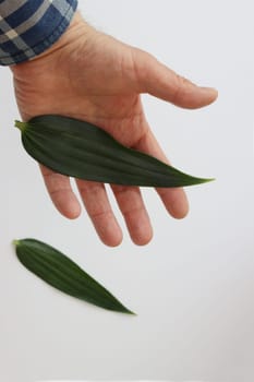 Male hand and two green leaves from ficus on white background.