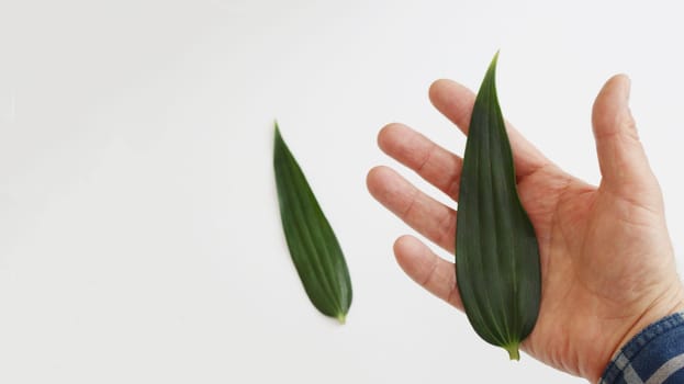 The hand holds a green leaf.