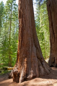 Yosemite National Park - Mariposa Grove Redwoods - California