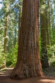 Yosemite National Park - Mariposa Grove Redwoods - California