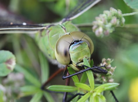 Portrait of a Dragonfly (Anax imperator)