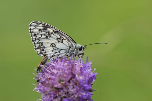 Checkerboard butterfly on widow's flower