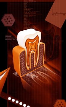 Digital illustration of teeth cross section in colour background