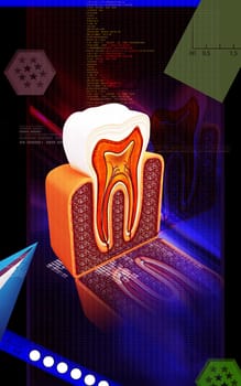 Digital illustration of teeth cross section in colour background