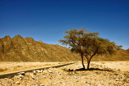 Drive through Wadi Feiran
