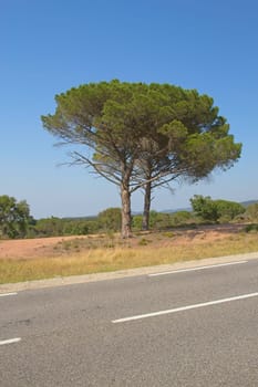 The asphalt road and alone pine tree. The typical Mediterranean landscape. (Provence, France)