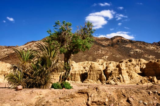 Desert landscape with blackthorn acacia