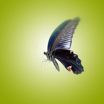 Butterfly with isolated background for adv or others purpose use