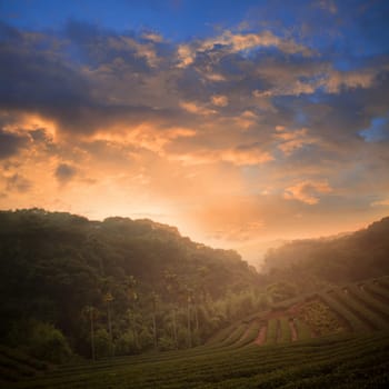 plantation of tea on mountain for adv or others purpose use