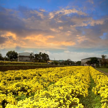 Chrysanthemum Flowers with nice sky