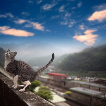 Taiwan's Hou tunnel in my mind is a good place, in-depth Houtong station, I would like to cat friends will love this place
