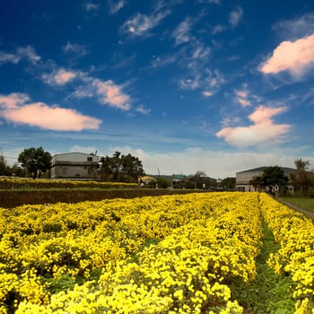Chrysanthemum Flowers with nice sky